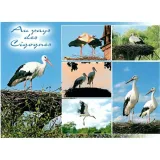 Postcard In the Land of Storks