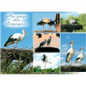 Postcard In the Land of Storks