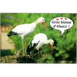 Postcard Duo of Cigognes d'Alsace Gros Bisous