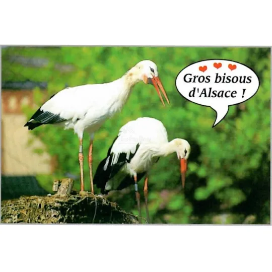 Carte Postale Duo de Cigognes d'Alsace Gros Bisous