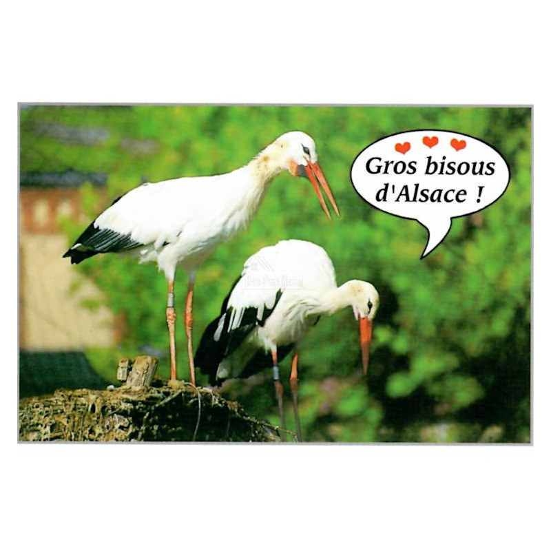Carte Postale Duo de Cigognes d'Alsace Gros Bisous