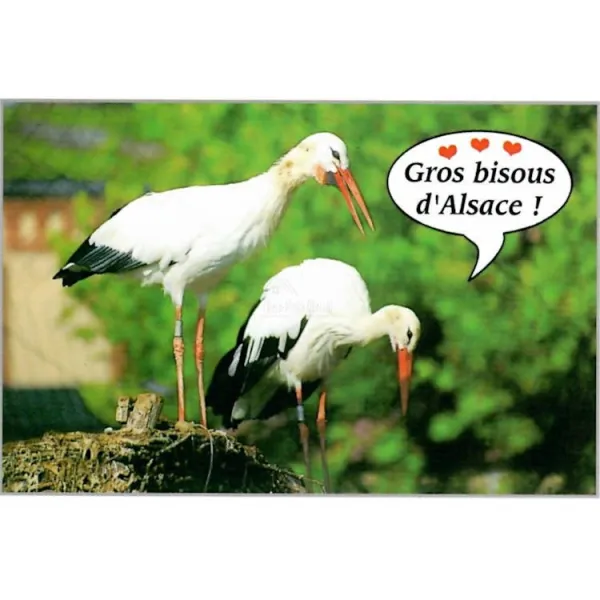 Carte Postale Duo de Cigognes d'Alsace Gros Bisous
