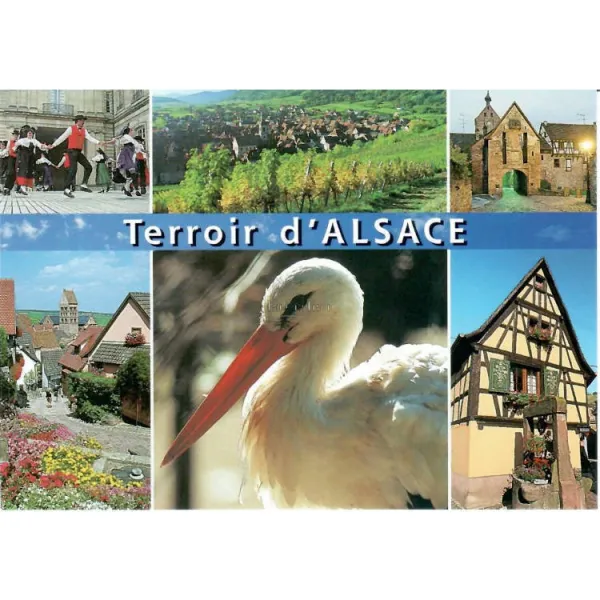 Carte Postale Les Terroirs de l'Alsace