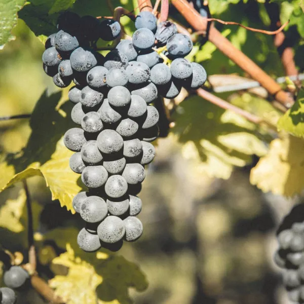 Schwarz Pinot d'Alsace Tradition