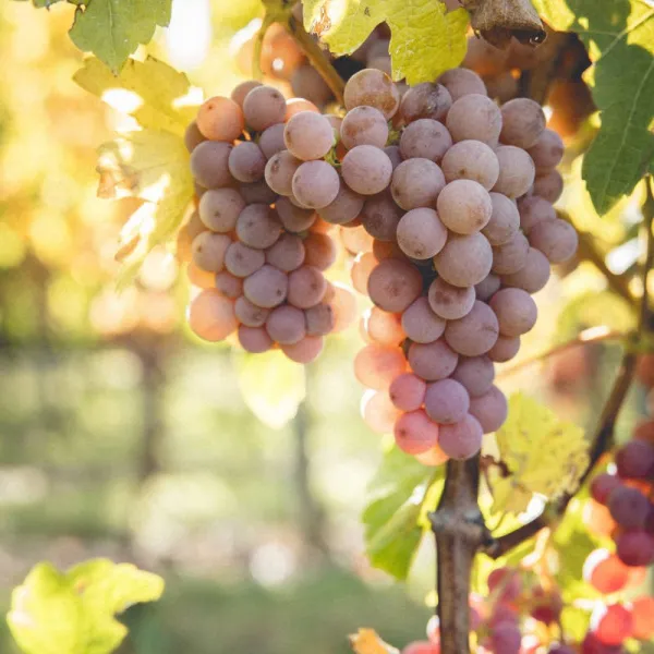 Gewürztraminer aus dem Elsass Tradition