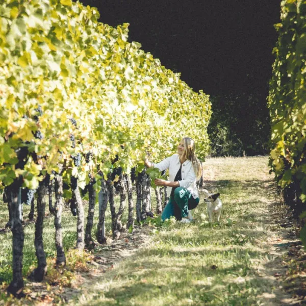 Chasselas d'Alsace Cuvée Réserve