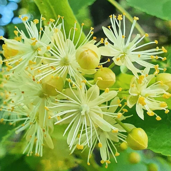 Alsace PGI Lime Blossom Honey