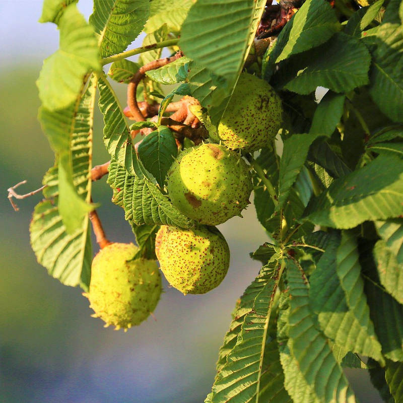 Chestnut Honey Alsace IGP
