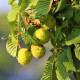 Kastanienhonig Elsass IGP