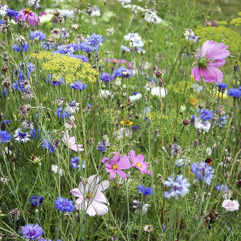 Honig Alle Blüten Elsass IGP