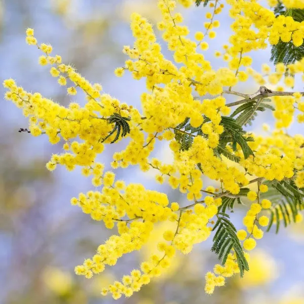 Miel d'Acacia Alsace IGP