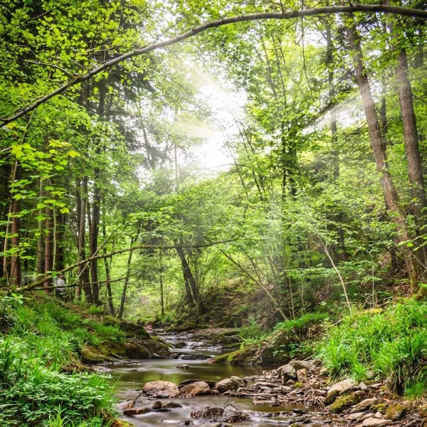 Miel de Forêt Alsace IGP