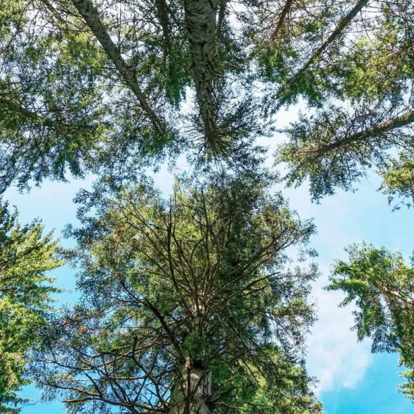 Alsace PGI Fir Honey