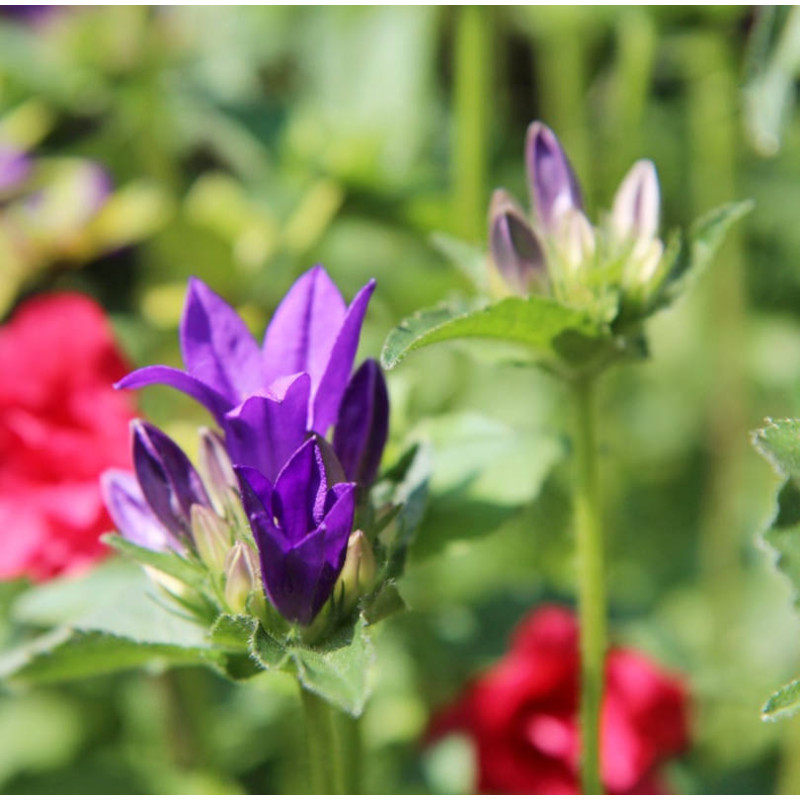 Violet Flower Jam 250 gr