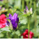 Confit de Fleurs de Violettes 250 gr