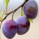 Quenches of Alsace and Cinnamon Jam 250 gr