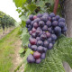 Confit von Elsass Pinot Noir 250 gr