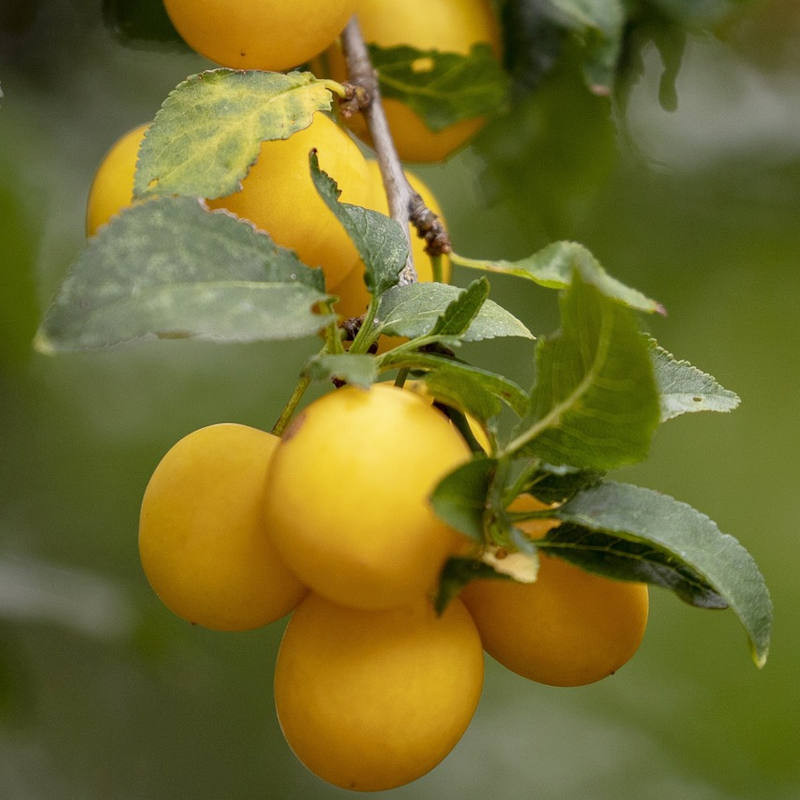 Mirabelle plum and cinnamon jam 250g