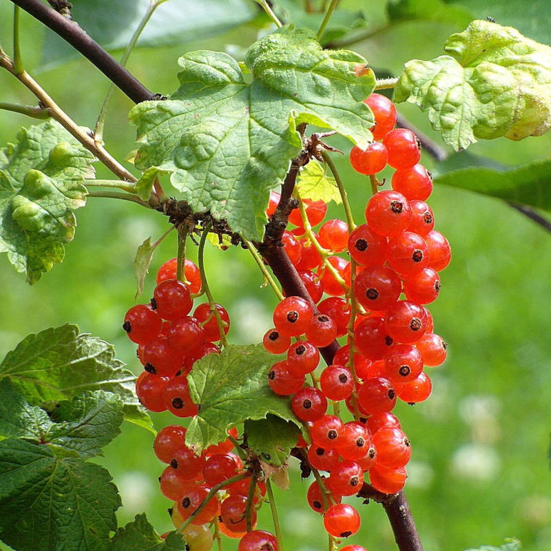 Gelée de Groseille Rouges 250 gr