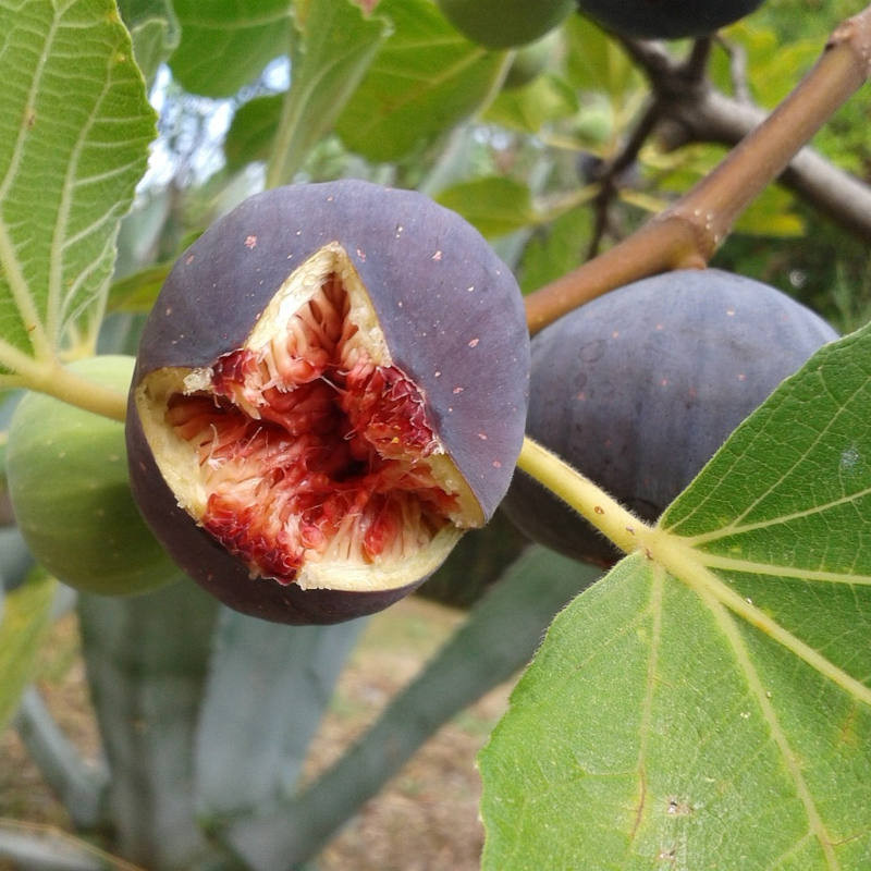 Fig Jam 250 gr