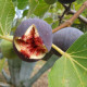 Fig Jam 250 gr