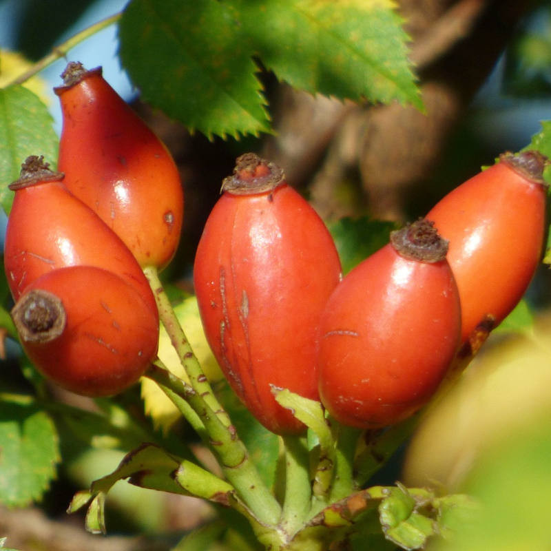Hagebuttenkonfitüre mit Vanille von den Inseln 250 g