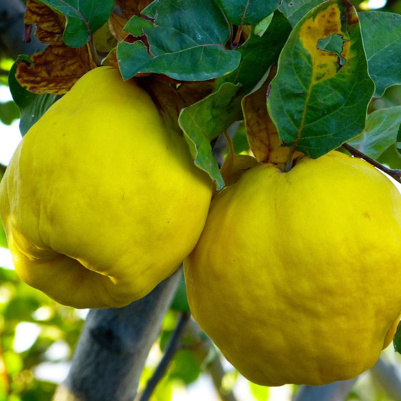 Quince Jelly from Alsace 250 gr