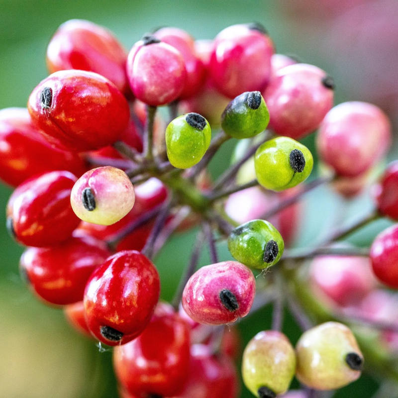 Konfitüre mit Preiselbeeren 250 gr