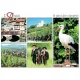 Carte Postale Le Pays des Cigognes en multi-vue