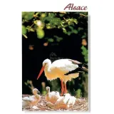 Carte Postale l'Alsace pittoresque et un Nid de Cigogne