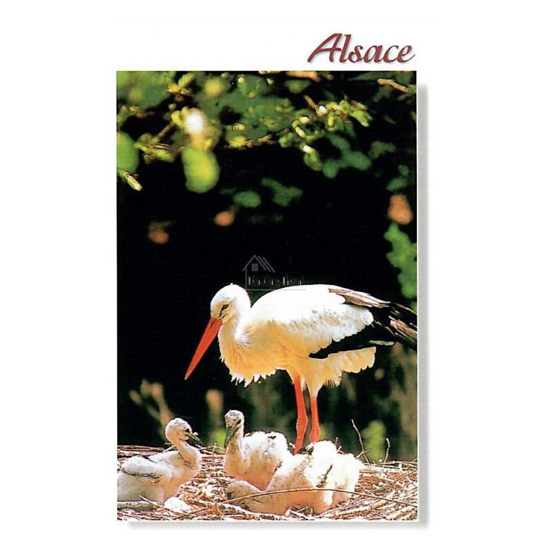 Carte Postale l'Alsace pittoresque et un Nid de Cigogne