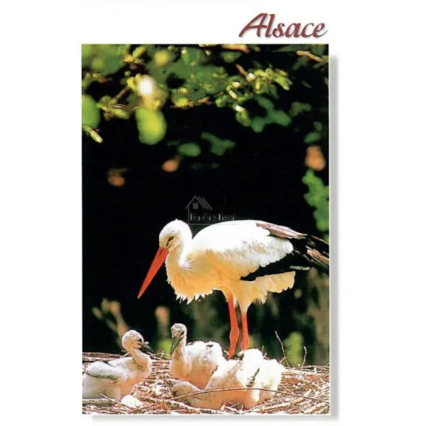 Postcard Alsace picturesque and a Stork's Nest