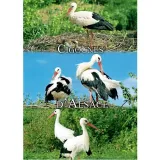 Carte Postale Trio de Cigognes Alsace