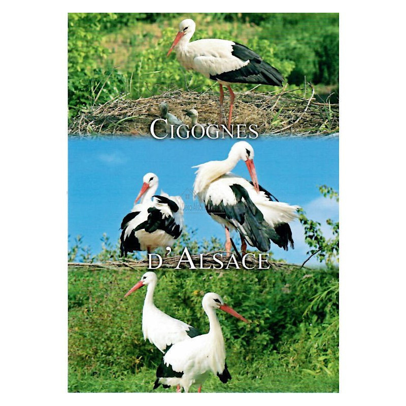 Carte Postale Trio de Cigognes Alsace