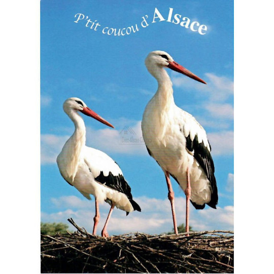 Postcard small cuckoo from Alsace with Storks