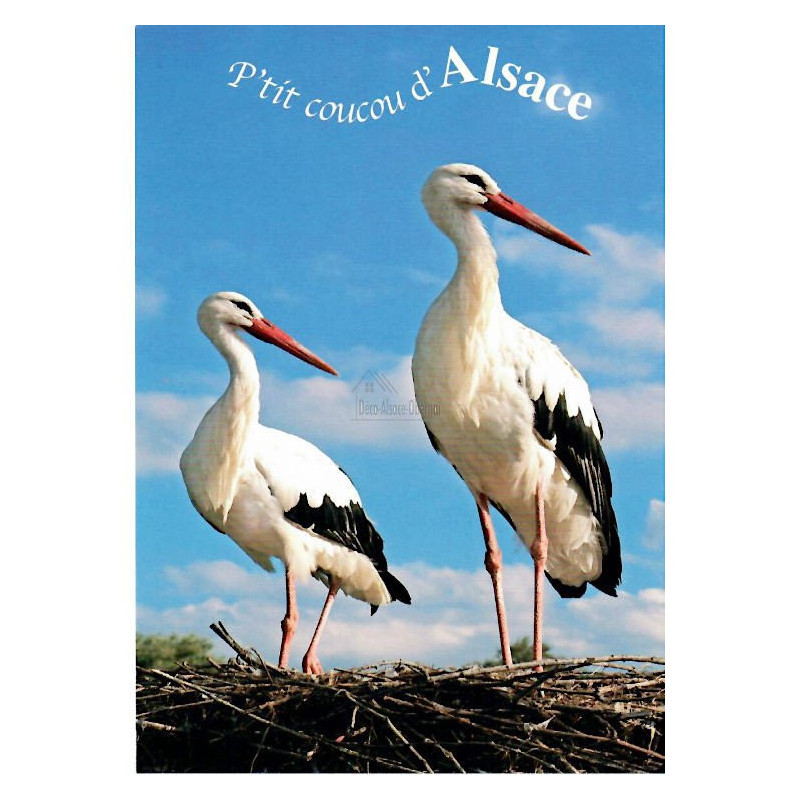 Carte Postale P'tit Coucou d'Alsace avec Cigognes