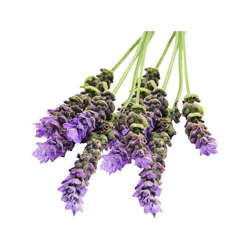 Lavender Essential Oil 10 ml