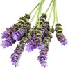 Lavender Essential Oil 10 ml