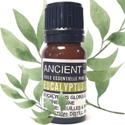 Ätherisches Öl aus Eukalyptus Globulus 10 ml