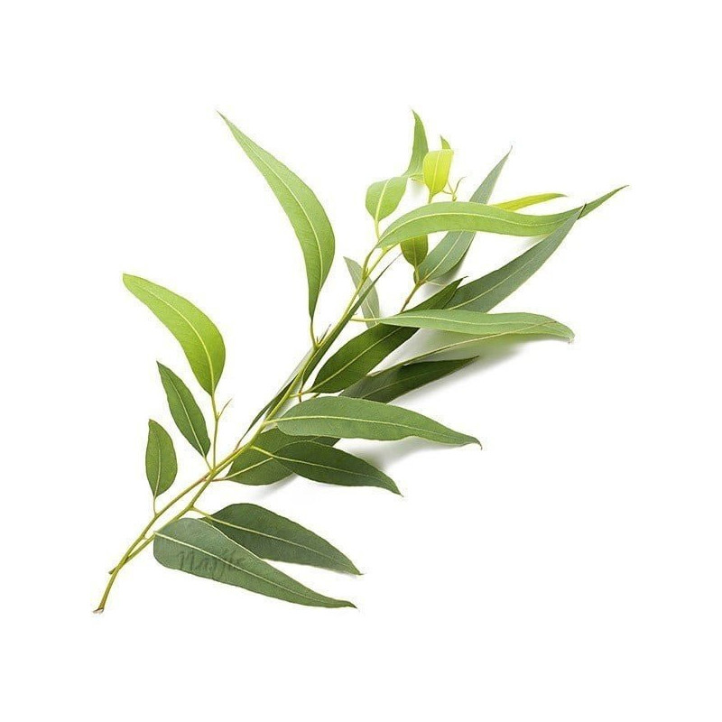 Ätherisches Öl aus Eukalyptus Globulus 10 ml