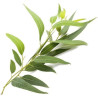 Ätherisches Öl aus Eukalyptus Globulus 10 ml