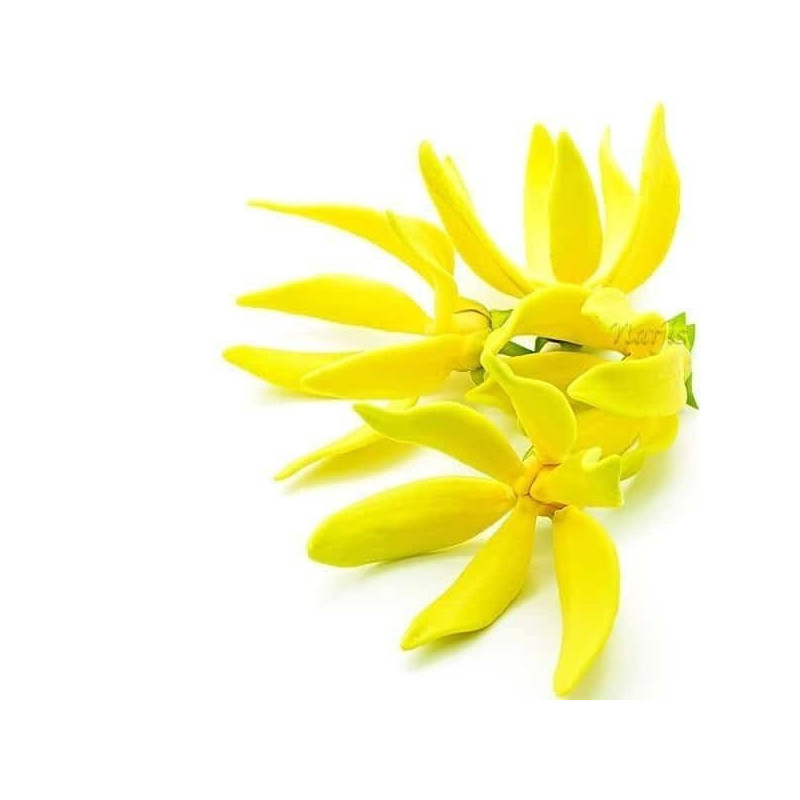Ylang Ylang Essential Oil 10 ml