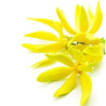Ylang Ylang Essential Oil 10 ml