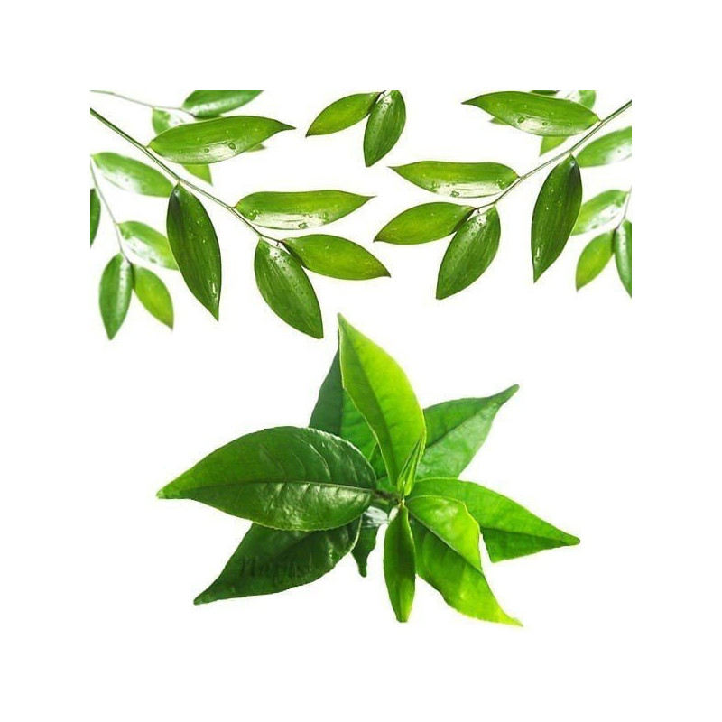 Ätherisches Teebaumöl (Tea Tree) 10 ml