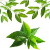 Ätherisches Teebaumöl (Tea Tree) 10 ml
