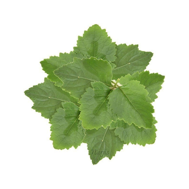 Patchouli Essential Oil 10 ml