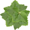 Patchouli Essential Oil 10 ml