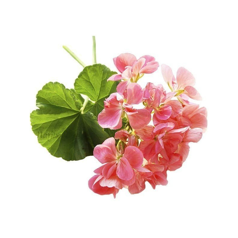 Ätherisches Geranienöl 10 ml