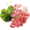 Geranium Essential Oil 10 ml