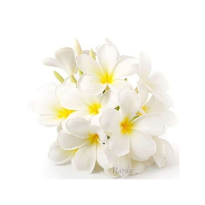 Huile Essentielle de Jasmin Dilué 10 ml